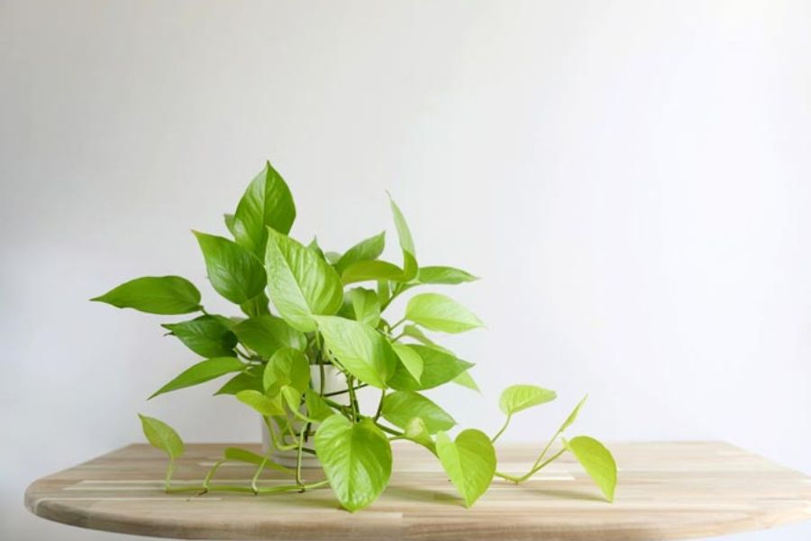 Các loại cây trầu bà độc đáo mà ai yêu thích trồng cây cảnh nhất định phải biết - Ảnh 3.
