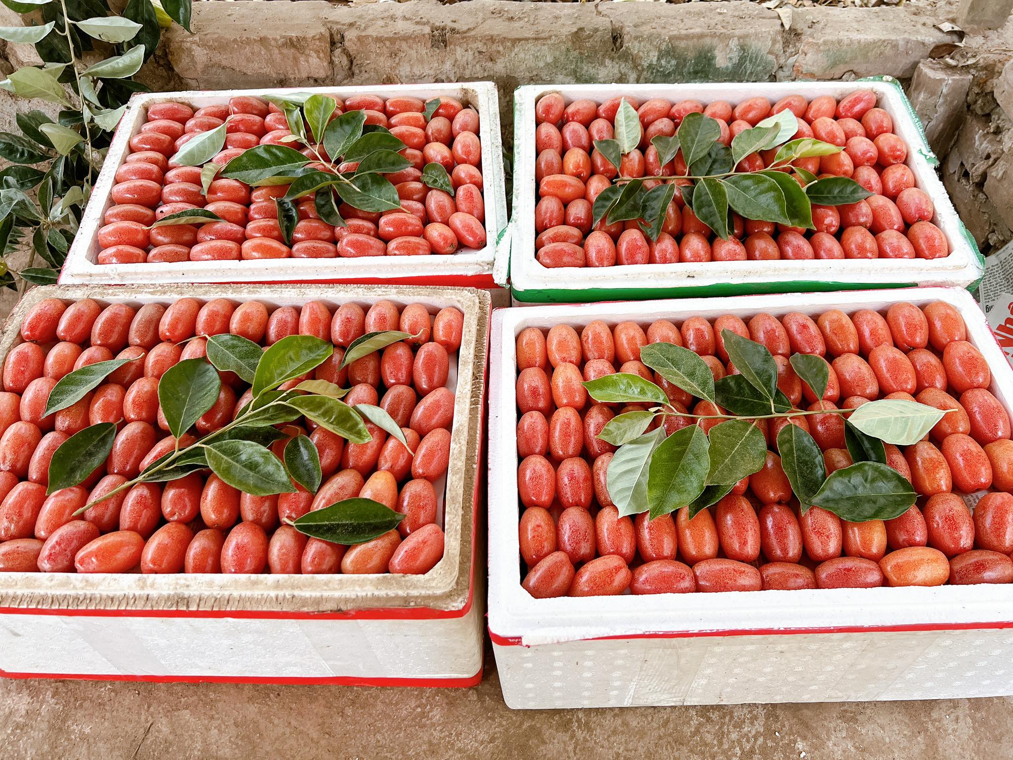 Nhót chín hạ giá, tiểu thương nhập hàng bán đầy thị trường giá vài chục nghìn đồng/kg- Ảnh 9. Nhót chín hạ giá, tiểu thương nhập hàng bán đầy thị trường giá vài chục nghìn đồng/kg- Ảnh 9.