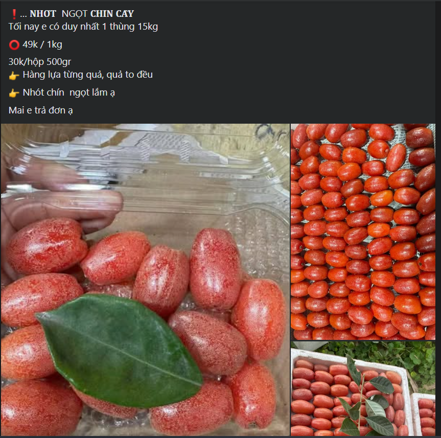Nhót chín hạ giá, tiểu thương nhập hàng bán đầy thị trường giá vài chục nghìn đồng/kg- Ảnh 4. Nhót chín hạ giá, tiểu thương nhập hàng bán đầy thị trường giá vài chục nghìn đồng/kg- Ảnh 4.