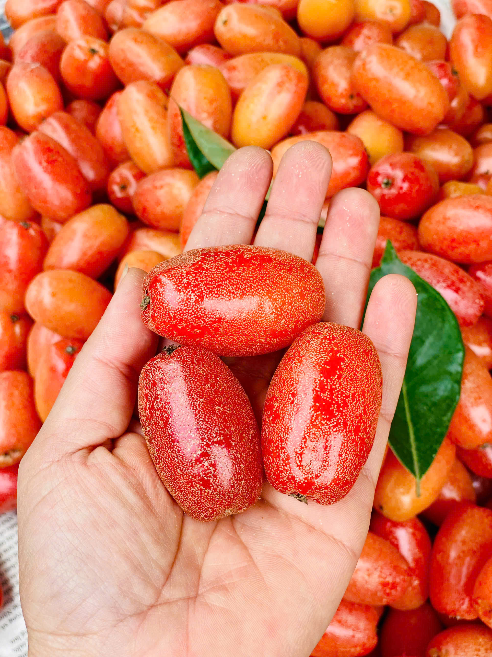 Nhót chín hạ giá, tiểu thương nhập hàng bán đầy thị trường giá vài chục nghìn đồng/kg- Ảnh 8. Nhót chín hạ giá, tiểu thương nhập hàng bán đầy thị trường giá vài chục nghìn đồng/kg- Ảnh 8.