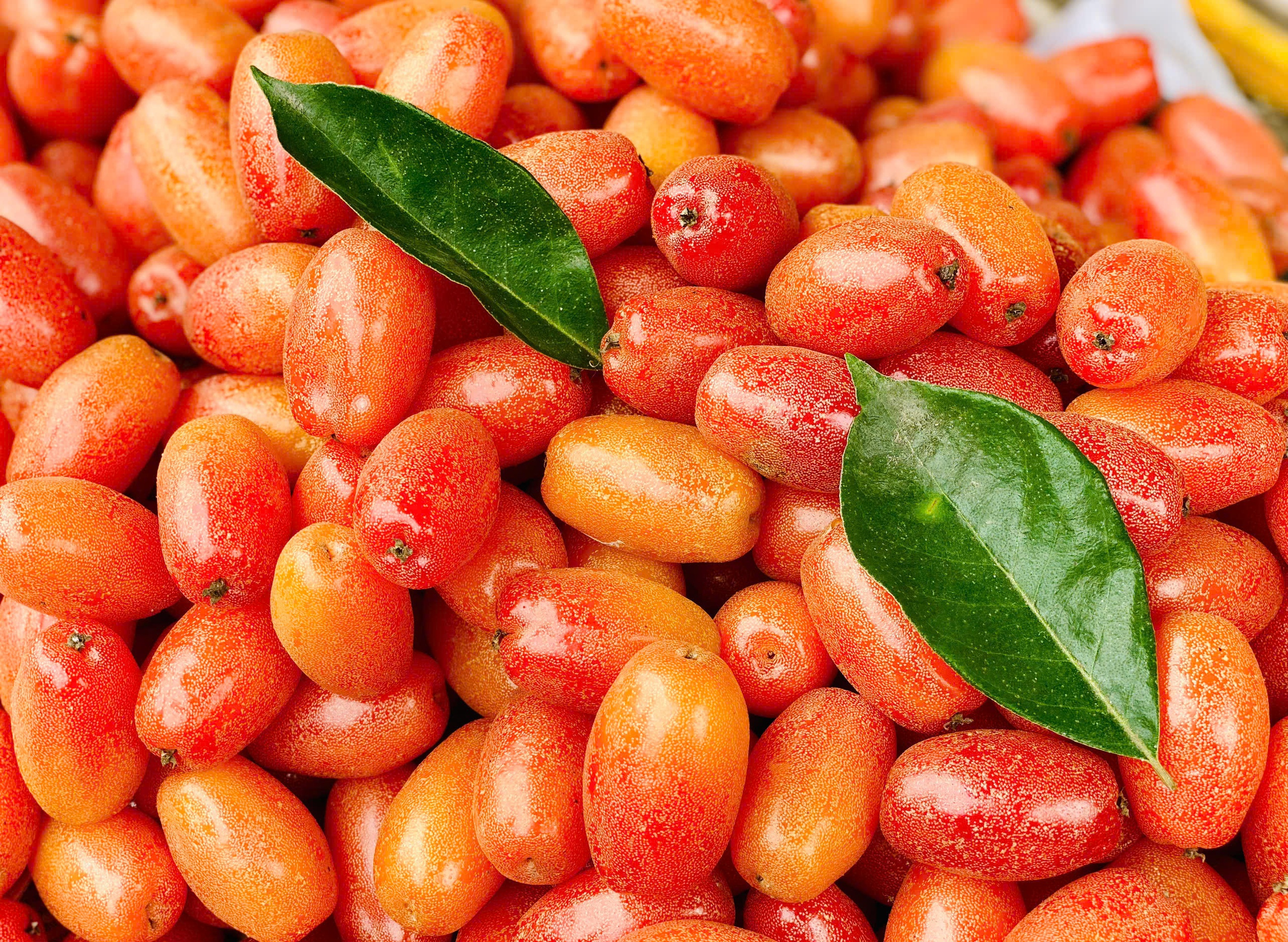 Nhót chín hạ giá, tiểu thương nhập hàng bán đầy thị trường giá vài chục nghìn đồng/kg- Ảnh 3. Nhót chín hạ giá, tiểu thương nhập hàng bán đầy thị trường giá vài chục nghìn đồng/kg- Ảnh 3.
