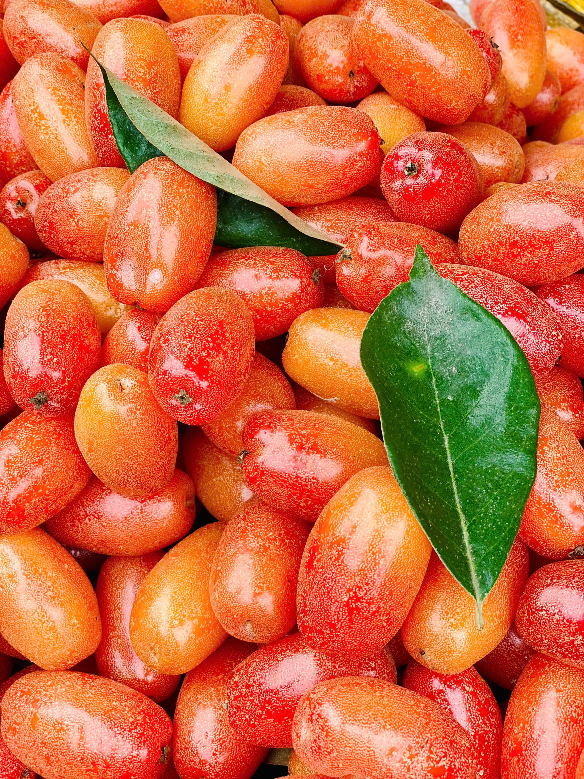 Nhót chín hạ giá, tiểu thương nhập hàng bán đầy thị trường giá vài chục nghìn đồng/kg- Ảnh 1. Nhót chín hạ giá, tiểu thương nhập hàng bán đầy thị trường giá vài chục nghìn đồng/kg- Ảnh 1.