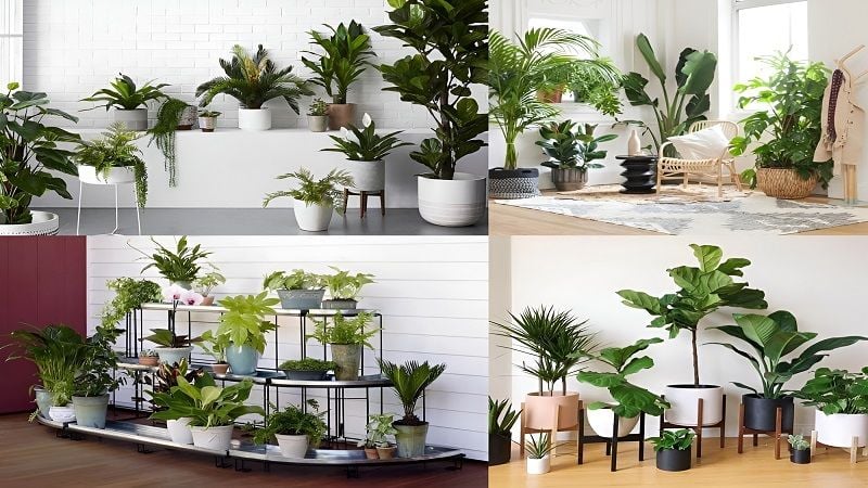 Những loại cây, hoa này không nên để trong nhà nếu không muốn vận xui kéo đến - Ảnh 9.