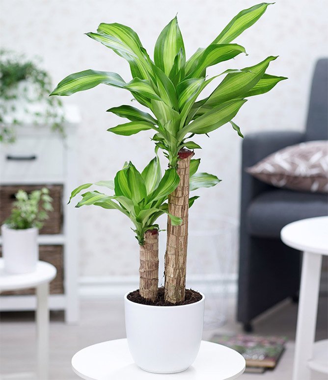 Một số cây cảnh vượng khí, thanh lọc không khí trồng ở đâu cũng không lo chết, nhất là cây tượng trưng sự uy quyền và khí phách người quân tử- Ảnh 5.