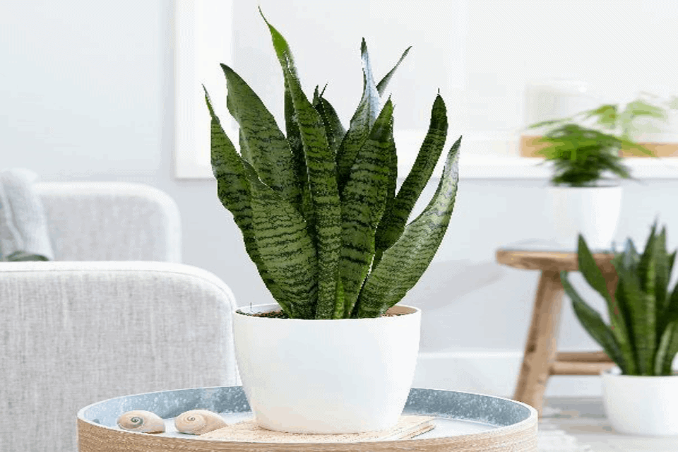 Một số cây cảnh vượng khí, thanh lọc không khí trồng ở đâu cũng không lo chết, nhất là cây tượng trưng sự uy quyền và khí phách người quân tử- Ảnh 7.