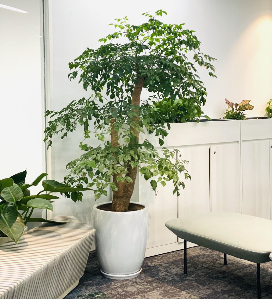 Loại cây xanh mang ý nghĩa hạnh phúc - bình an, dễ trồng dễ chăm sóc- Ảnh 7.