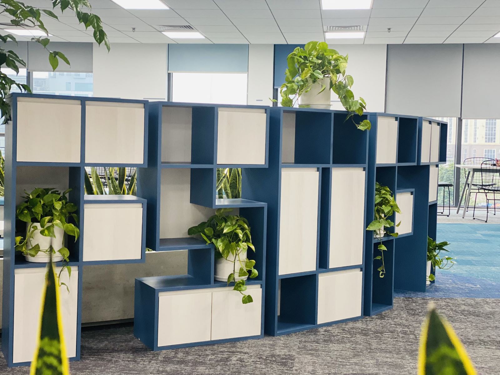 Loại cây xanh mang ý nghĩa hạnh phúc - bình an, dễ trồng dễ chăm sóc- Ảnh 8.