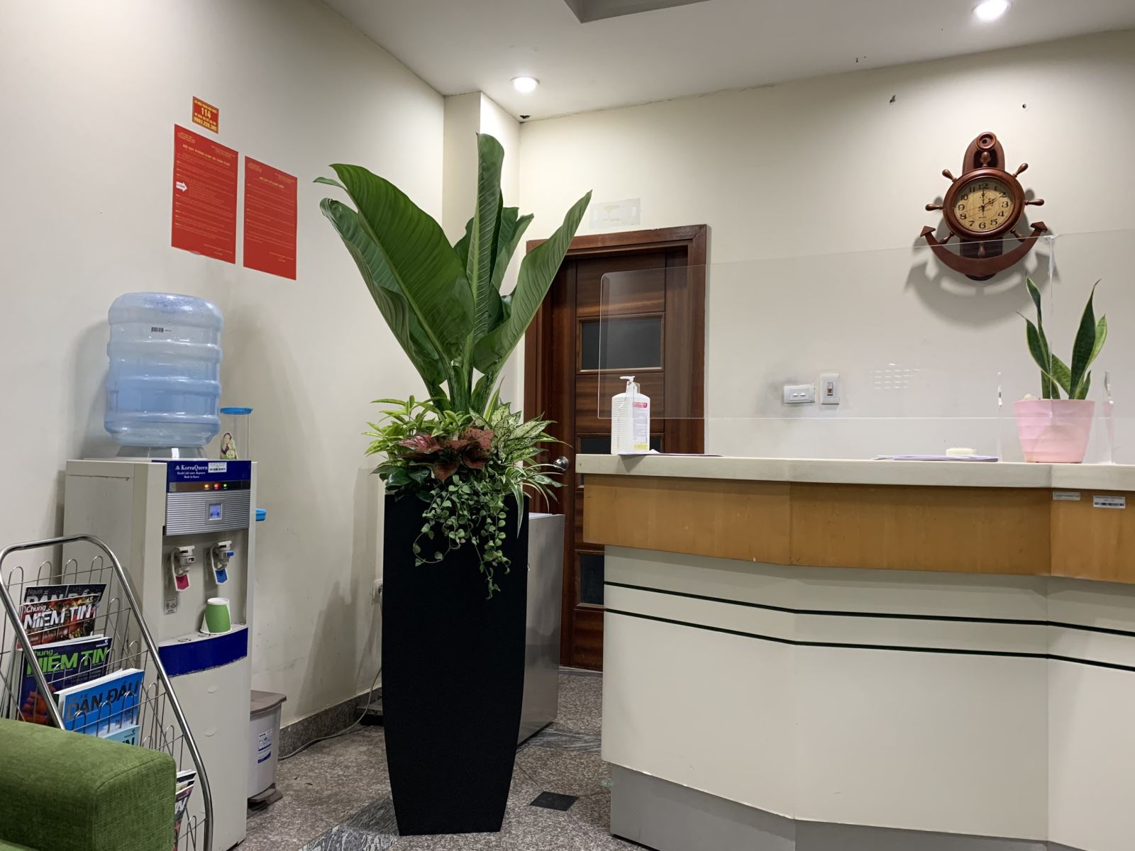 Loại cây xanh mang ý nghĩa hạnh phúc - bình an, dễ trồng dễ chăm sóc- Ảnh 10.