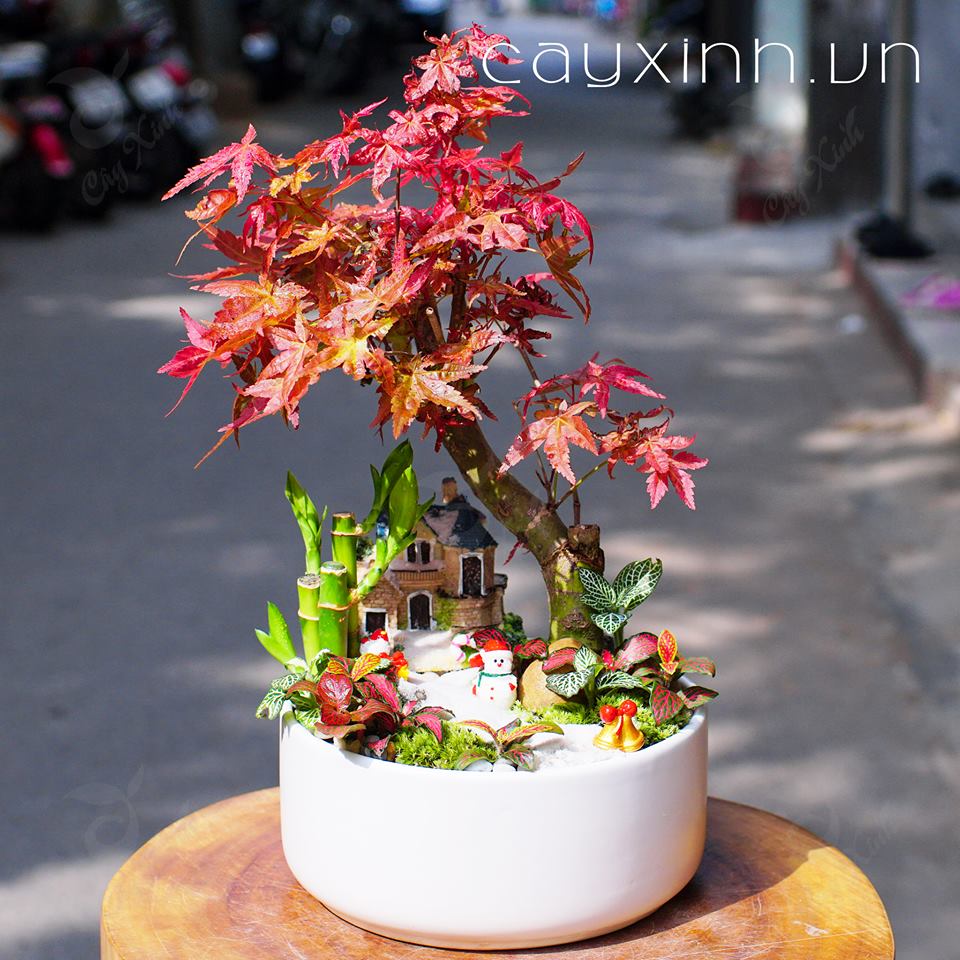 Tuổi Hợi hợp cây gì? Những loại cây phong thủy phù hợp với người tuổi Hợi- Ảnh 9.