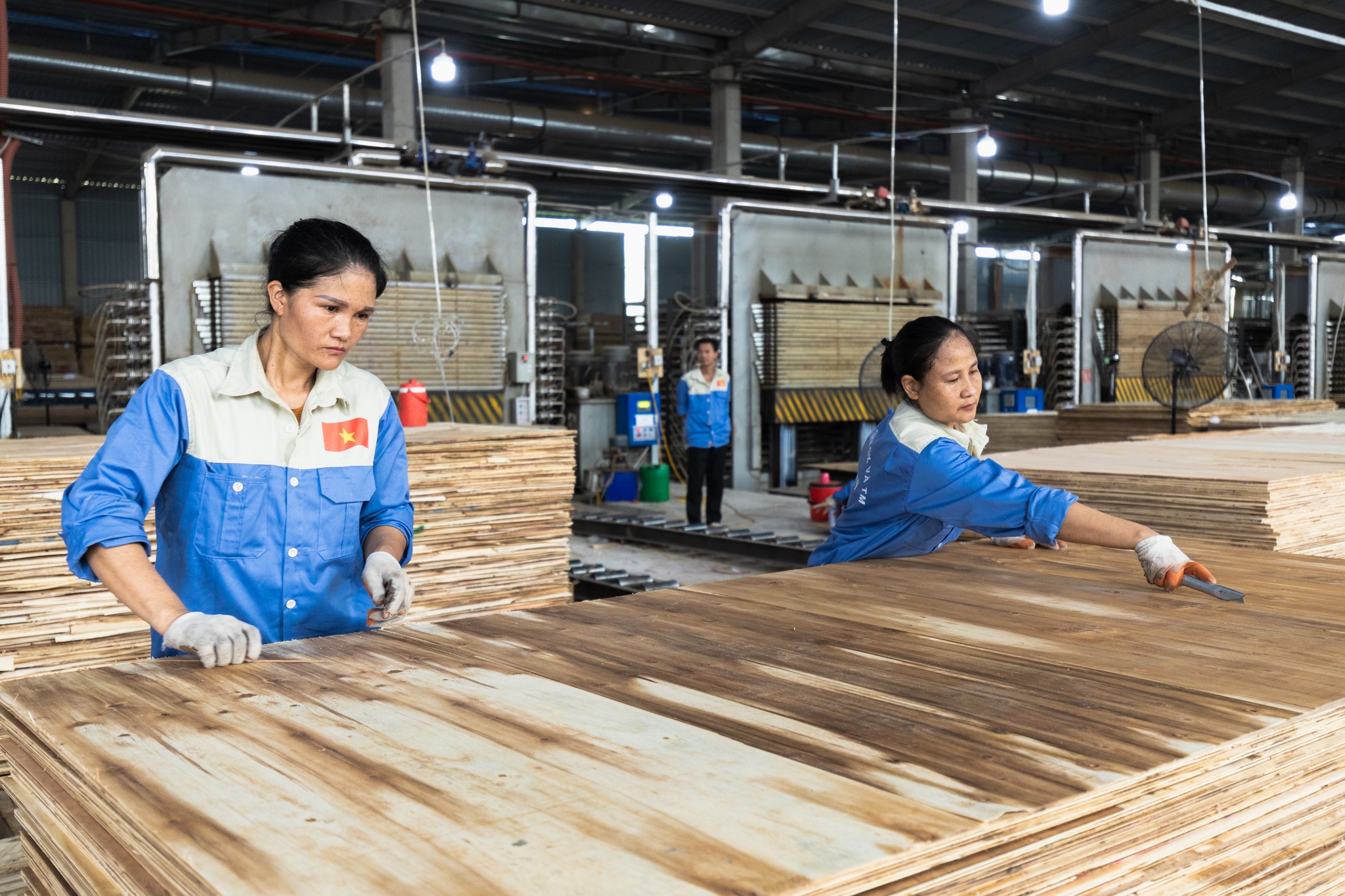 Người đưa cây keo xứ Thanh đi Mỹ, doanh thu mỗi năm hàng nghìn tỷ đồng- Ảnh 3.