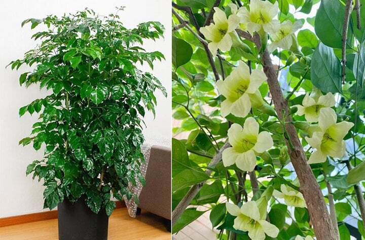 Loài cây cảnh mang tên Hạnh phúc, khi cây ra hoa thì cuộc đời bạn cũng nở hoa- Ảnh 3.