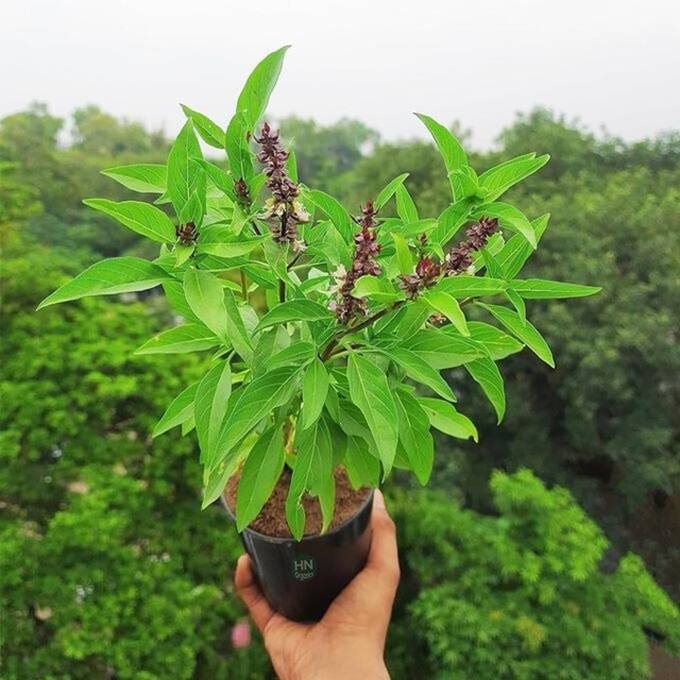 Bất ngờ với loại rau gia vị thơm ngon trồng ở ban công giúp chống rụng tóc, sạch gàu, kích thích mọc tóc con- Ảnh 2.