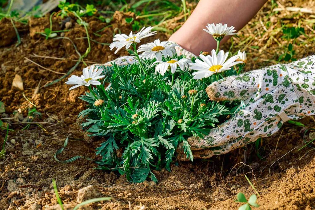 Trồng cây hoa này trong nhà có thể giúp lọc sạch các chất độc hại gây ô nhiễm không khí- Ảnh 7.