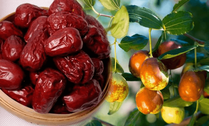 Cách ăn táo tàu tốt nhất cho người bệnh tiểu đường - Ảnh 4.