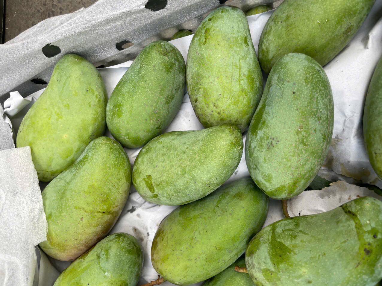 Xoài hạt lép bán đầy thị trường giá hơn chục nghìn/kg, tiểu thương tiêu thụ vài tạ mỗi ngày - Ảnh 7. Xoài hạt lép bán đầy thị trường giá hơn chục nghìn/kg, tiểu thương tiêu thụ vài tạ mỗi ngày - Ảnh 7.