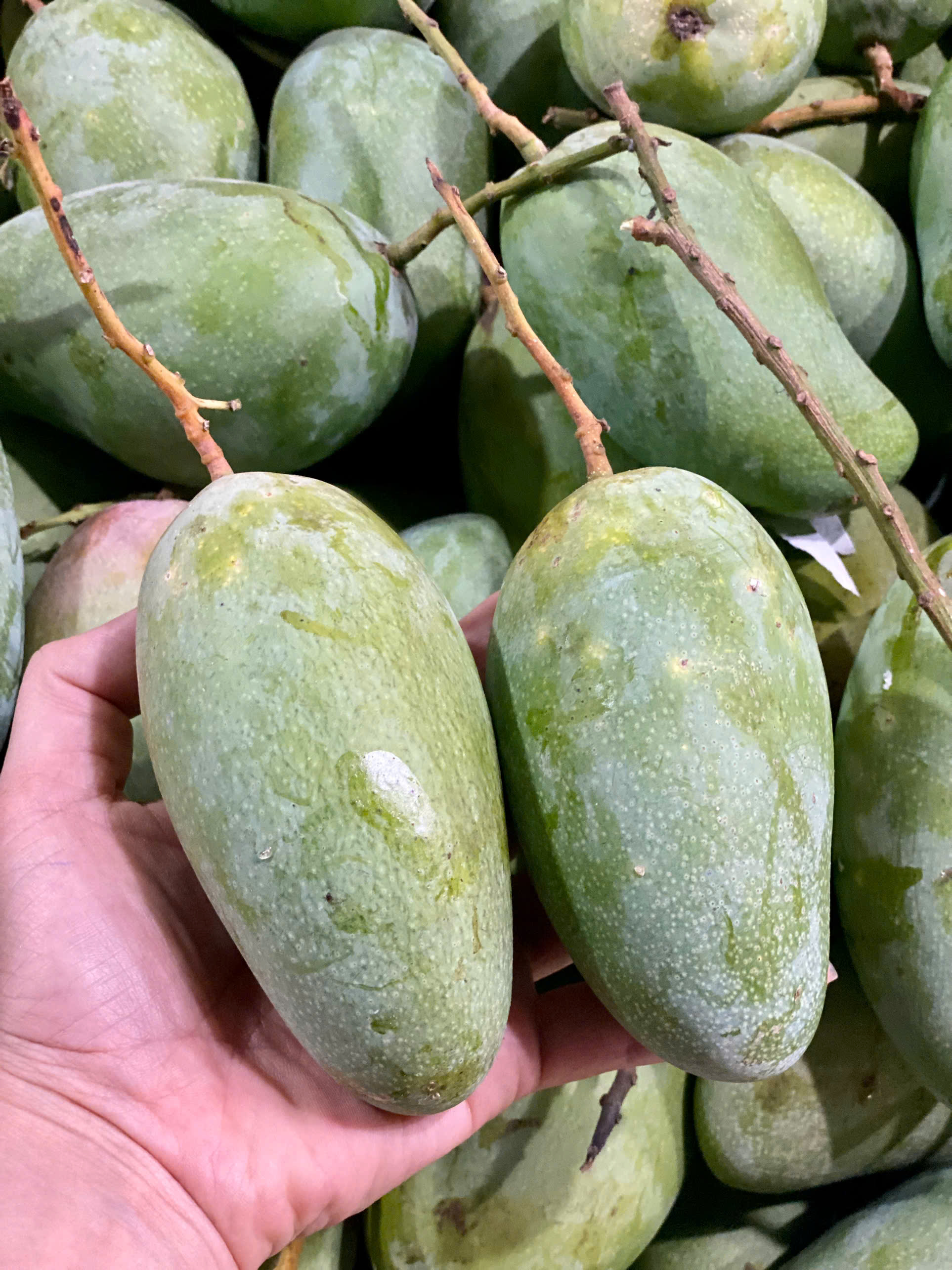 Xoài hạt lép bán đầy thị trường giá hơn chục nghìn/kg, tiểu thương tiêu thụ vài tạ mỗi ngày - Ảnh 6. Xoài hạt lép bán đầy thị trường giá hơn chục nghìn/kg, tiểu thương tiêu thụ vài tạ mỗi ngày - Ảnh 6.