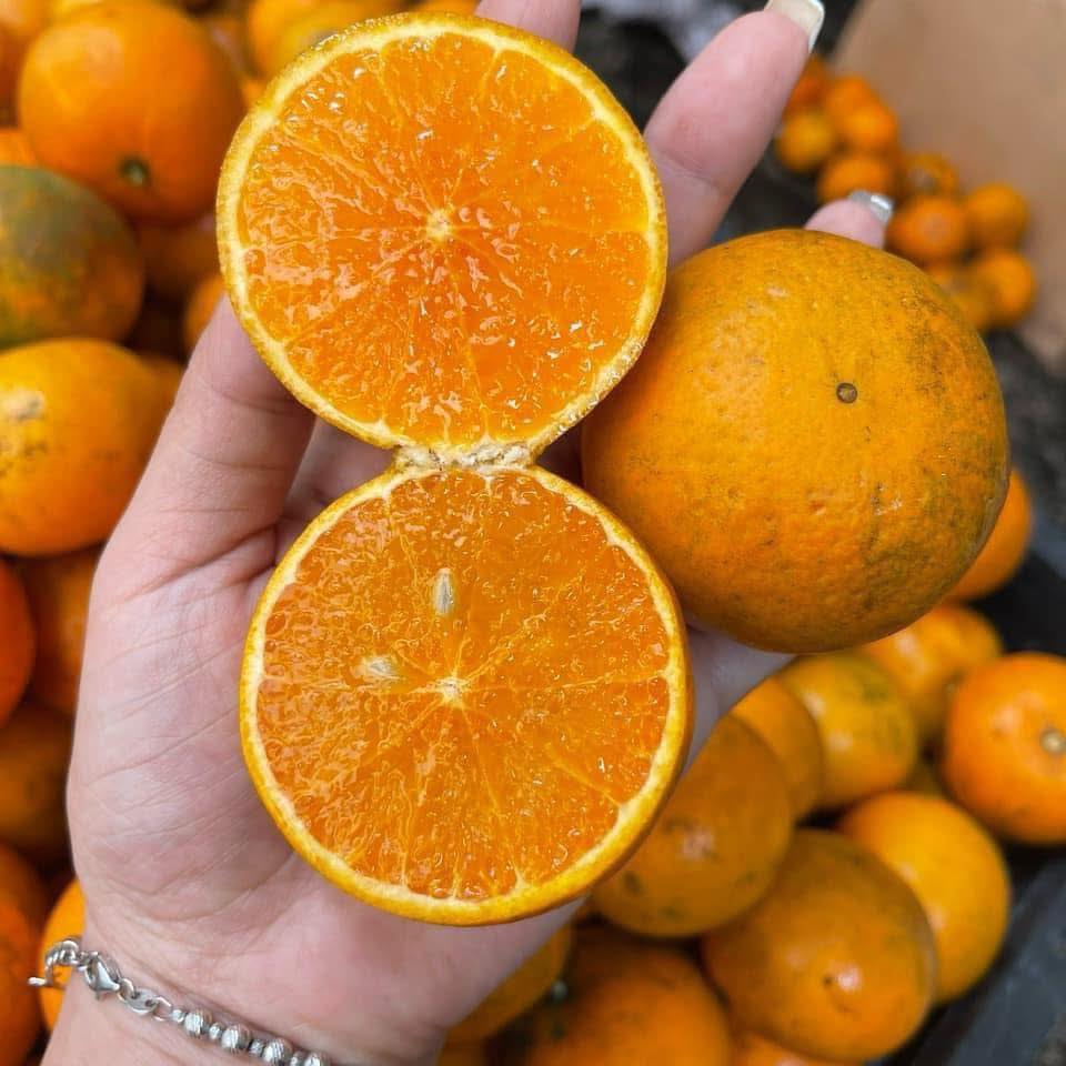 Quýt sim cuối vụ giá hơn 10.000 đồng/kg luôn 'hút khách', tiểu thương đua nhau nhập hàng - Ảnh 9.
