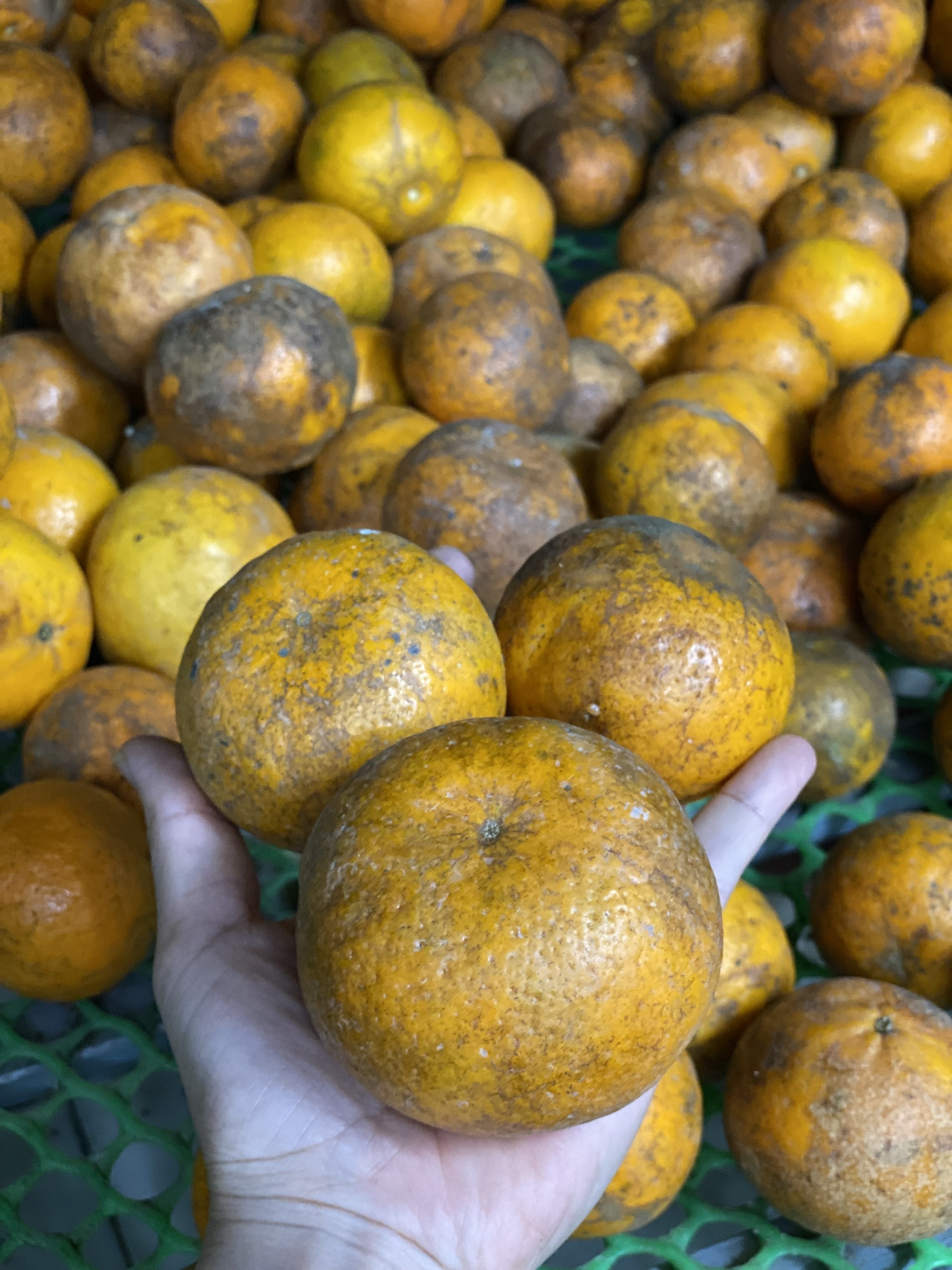 Quýt sim cuối vụ giá hơn 10.000 đồng/kg luôn 'hút khách', tiểu thương đua nhau nhập hàng - Ảnh 7.
