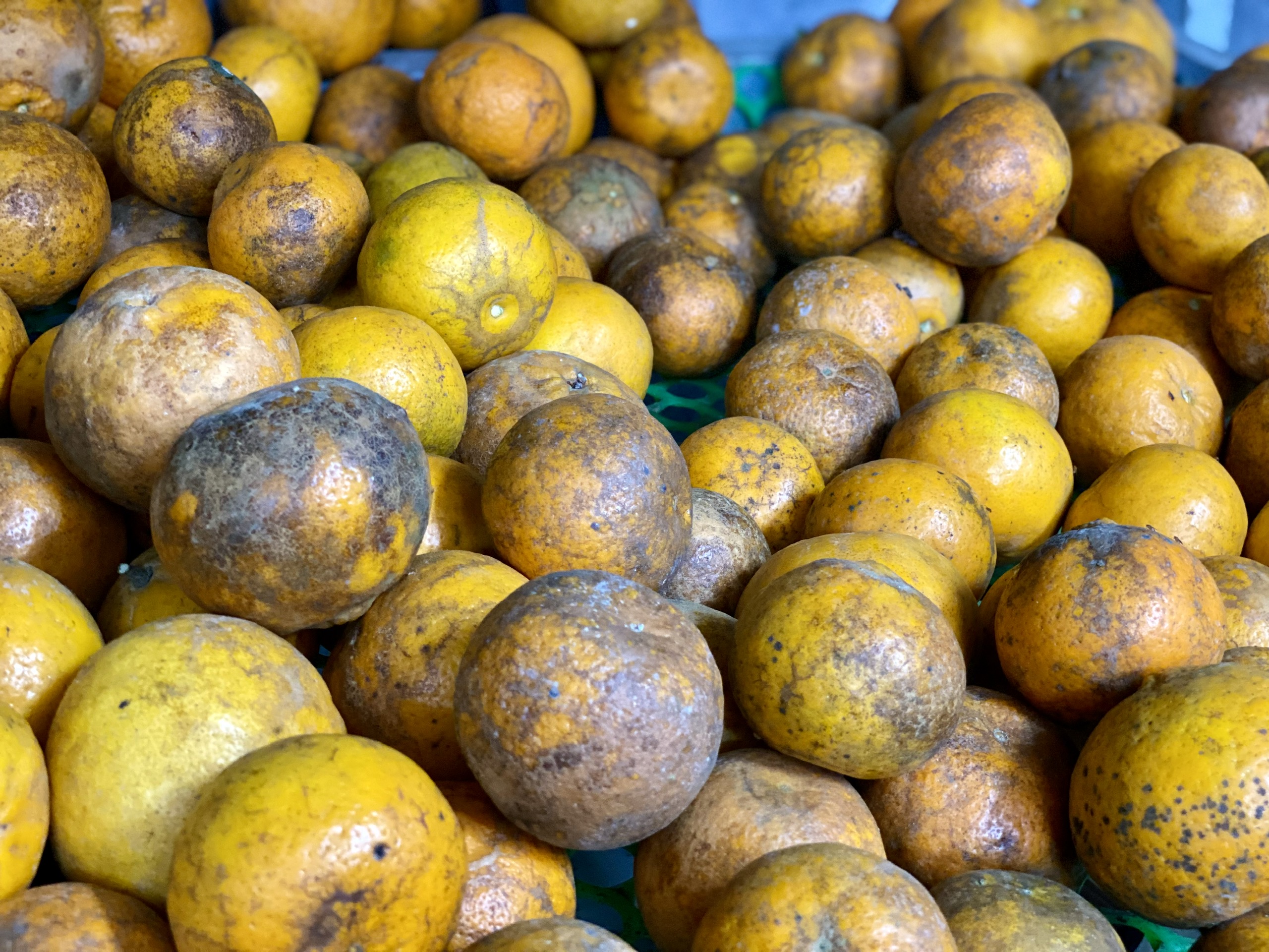 Quýt sim cuối vụ giá hơn 10.000 đồng/kg luôn 'hút khách', tiểu thương đua nhau nhập hàng - Ảnh 3.