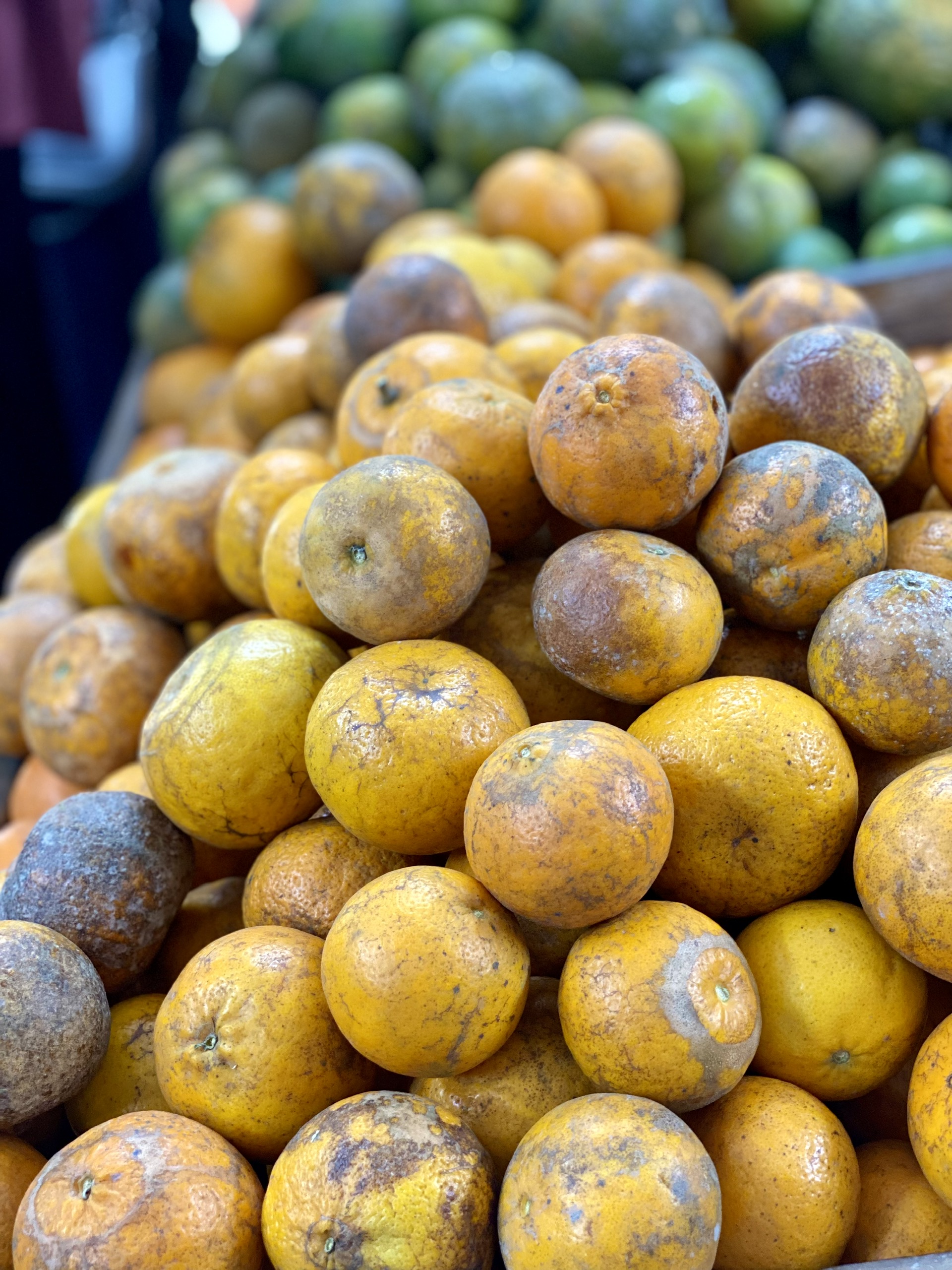Quýt sim cuối vụ giá hơn 10.000 đồng/kg luôn 'hút khách', tiểu thương đua nhau nhập hàng - Ảnh 6.