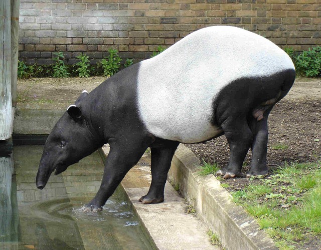 1024px-malayantapir-1745205720800-17452057209891951772172-1745281445734-1745281445963528130141.jpg