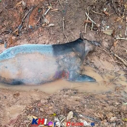 tapir-1745205573927-1745205574196956489671-1745281444738-1745281444880741117942.jpg