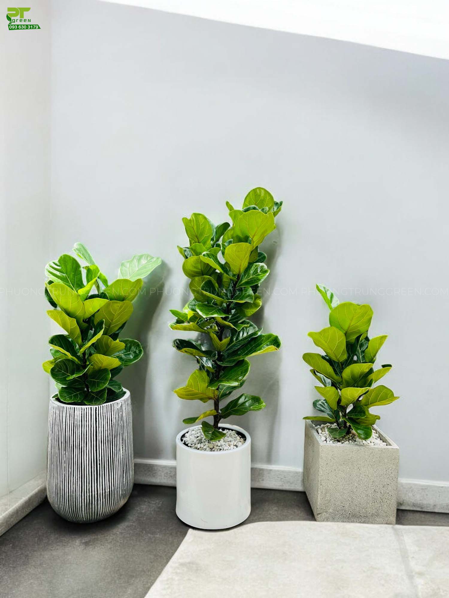 2 loại cây xuất hiện trong không gian sống của MC Mai Ngọc: Đều là cây cảnh phong thủy đáng quý- Ảnh 5.