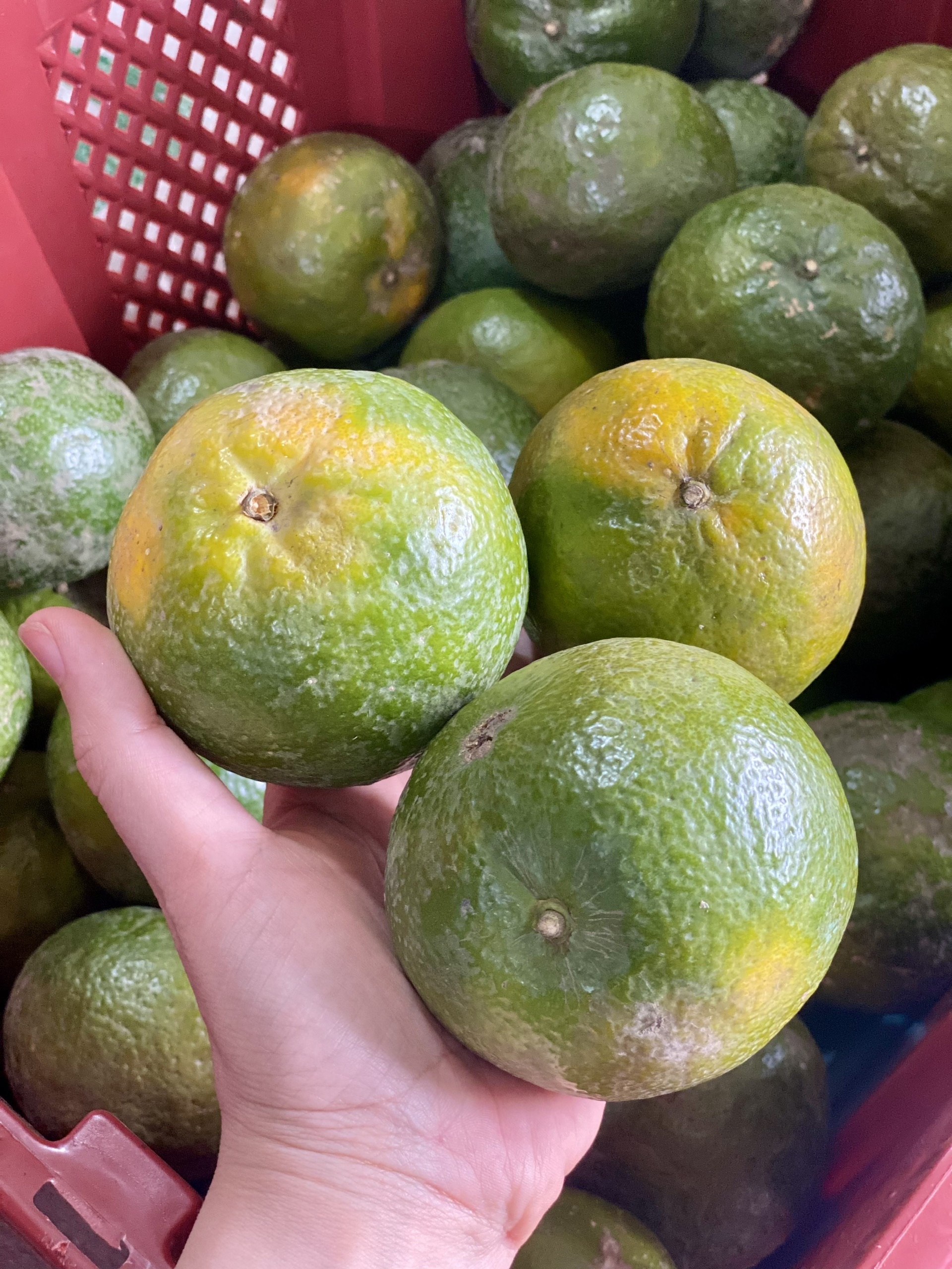 Loại quả giúp tăng đề kháng bán đầy chợ Việt giá chỉ còn hơn chục nghìn đồng/kg- Ảnh 7.