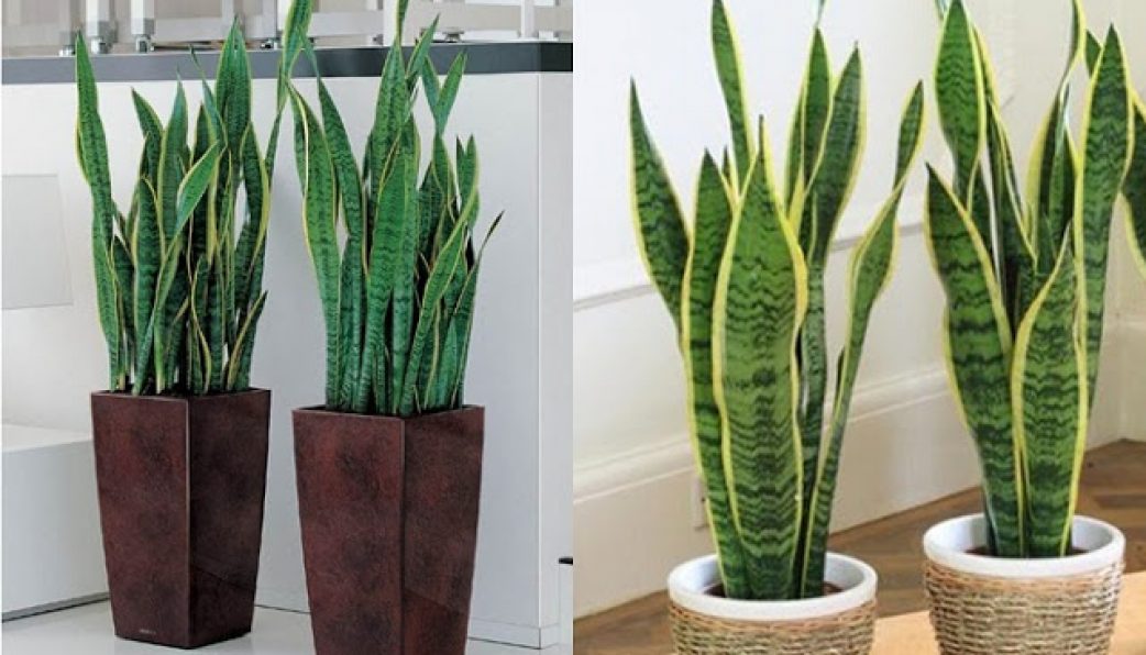 2 loại cây xuất hiện trong không gian sống của MC Mai Ngọc: Đều là cây cảnh phong thủy đáng quý- Ảnh 10.