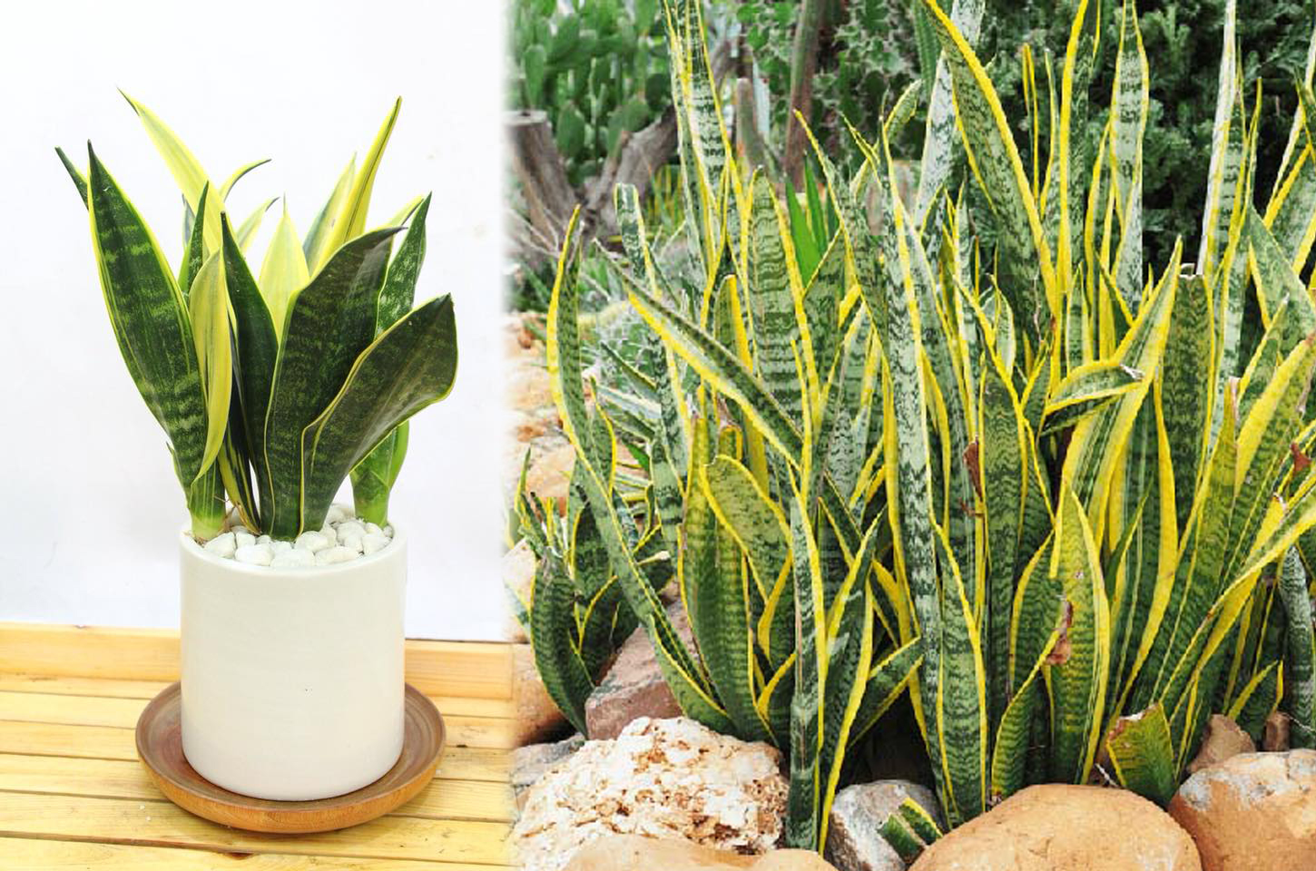 2 loại cây xuất hiện trong không gian sống của MC Mai Ngọc: Đều là cây cảnh phong thủy đáng quý- Ảnh 8.