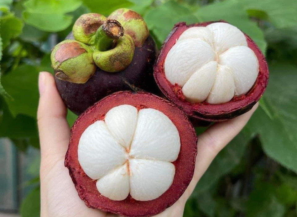 Loại quả mùa hè rẻ tiền, bán đầy chợ, người Việt ăn thường xuyên giúp làm mát gan, thải độc gan hiệu quả - Ảnh 7.