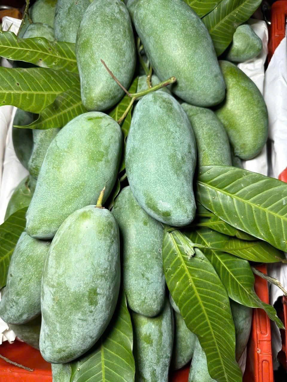Xoài vào mùa giảm giá sâu, bán tràn ngập thị trường chỉ hơn chục nghìn đồng/kg - Ảnh 7.
