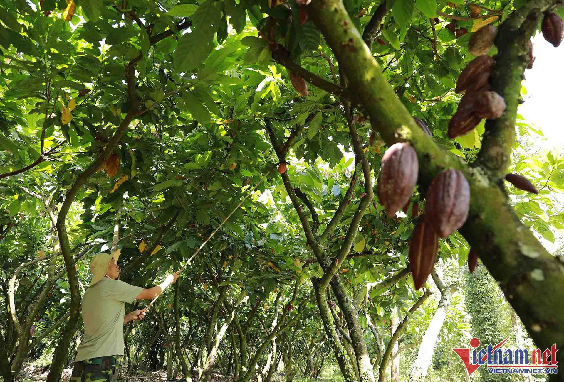 Loại cây ‘hái ra tiền’ ở vùng đất Tây Nguyên - Ảnh 1. Loại cây ‘hái ra tiền’ ở vùng đất Tây Nguyên - Ảnh 1.