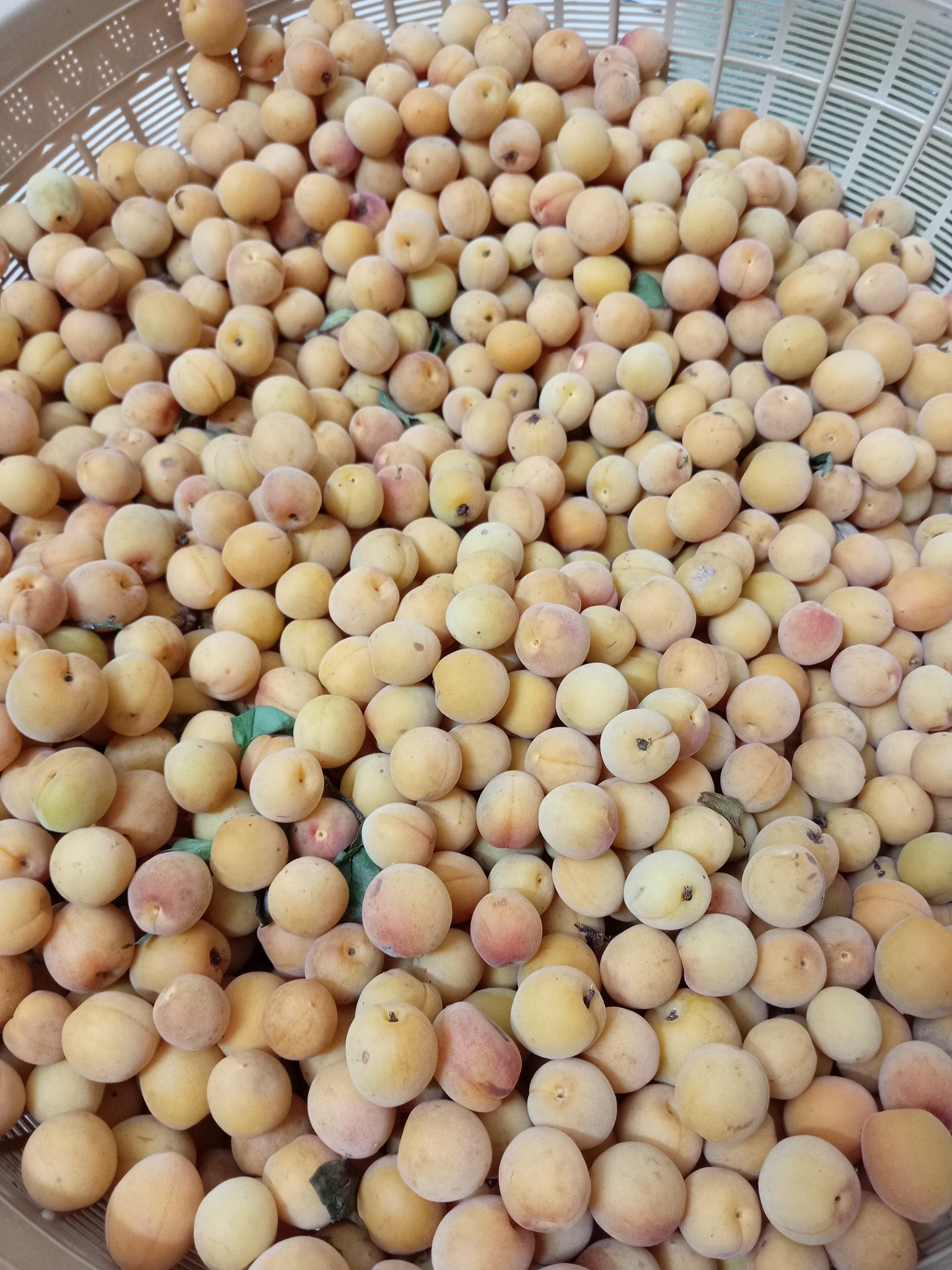 Loại quả vừa thơm vừa bổ vào mùa bán đầy chợ với giá rẻ bèo- Ảnh 5.