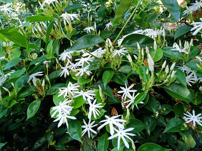 Lợi ích và tác hại của chè vằng bạn cần biết - Ảnh 3. Lợi ích và tác hại của chè vằng bạn cần biết - Ảnh 3.