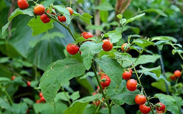 5 loại thuốc nam rẻ tiền bán đầy chợ Việt, mùa hè dùng theo cách này để làm mát gan, thải độc gan hiệu quả- Ảnh 7. 5 loại thuốc nam rẻ tiền bán đầy chợ Việt, mùa hè dùng theo cách này để làm mát gan, thải độc gan hiệu quả- Ảnh 7.
