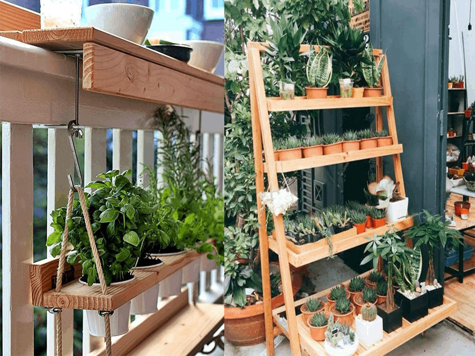Trồng cây ban công: Chọn cây theo hướng nhà và các lưu ý - Ảnh 2.