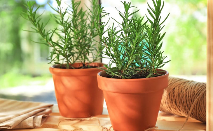 Diệt muỗi hiệu quả chỉ bằng cách trồng những cây sau - Ảnh 4. Diệt muỗi hiệu quả chỉ bằng cách trồng những cây sau - Ảnh 4.