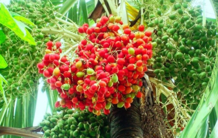 Đây mới là ý nghĩa của cây cau cảnh quả đỏ mang lại tài lộc và may mắn cho gia chủ- Ảnh 3.