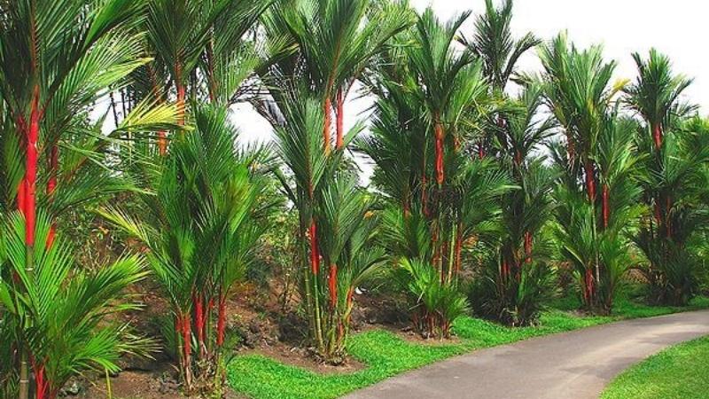 Đây mới là ý nghĩa của cây cau cảnh quả đỏ mang lại tài lộc và may mắn cho gia chủ- Ảnh 5.