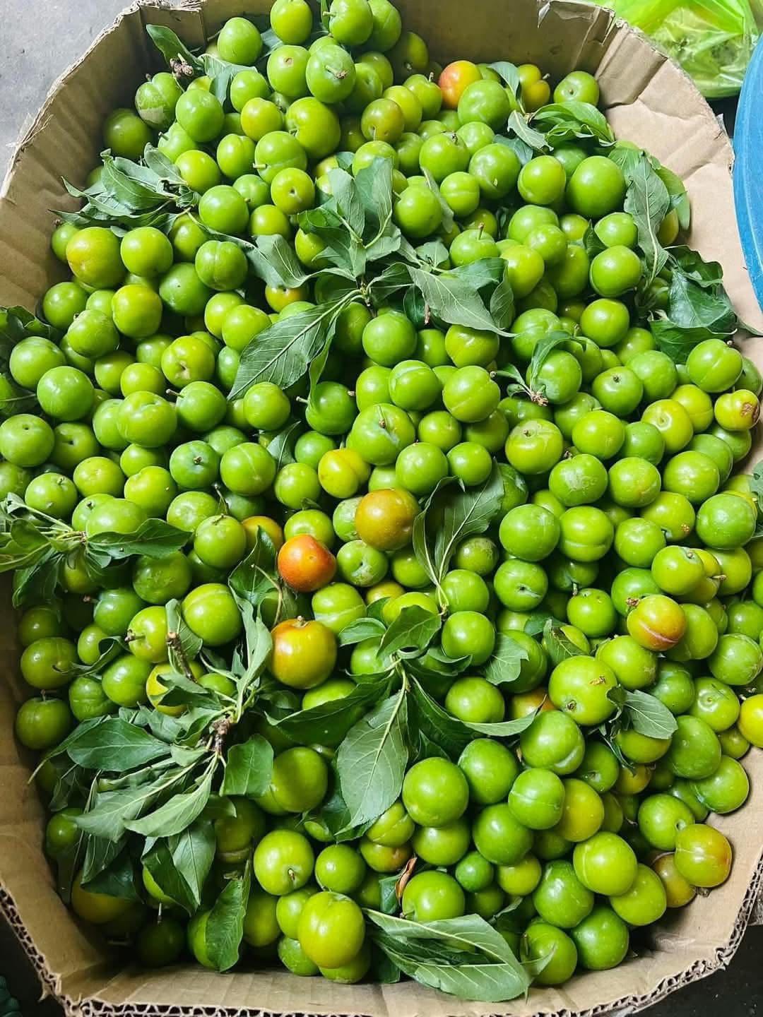 Loại quả đầu mùa vừa chua, vừa chát được nhiều chị em ‘săn đón’, tiểu thương nhập hàng bán cả tạ mỗi ngày- Ảnh 3.