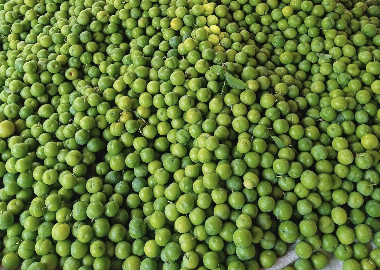 Loại quả đầu mùa vừa chua, vừa chát được nhiều chị em ‘săn đón’, tiểu thương nhập hàng bán cả tạ mỗi ngày- Ảnh 1.