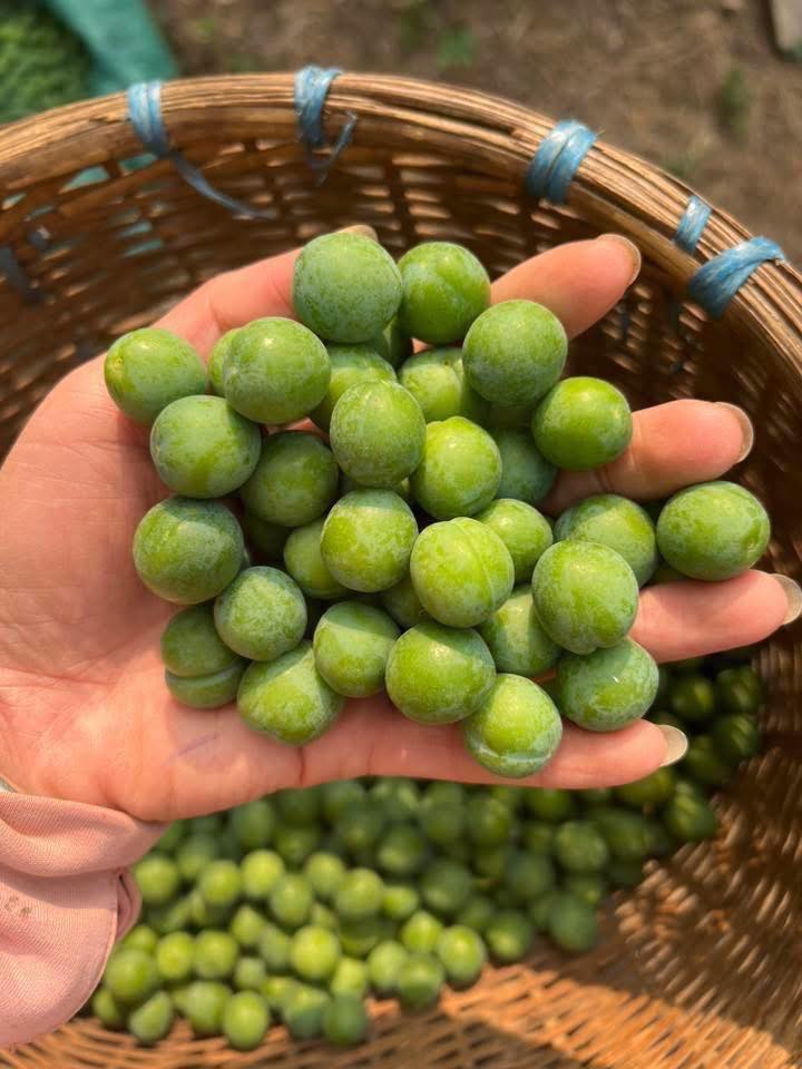 Loại quả đầu mùa vừa chua, vừa chát được nhiều chị em ‘săn đón’, tiểu thương nhập hàng bán cả tạ mỗi ngày- Ảnh 5.
