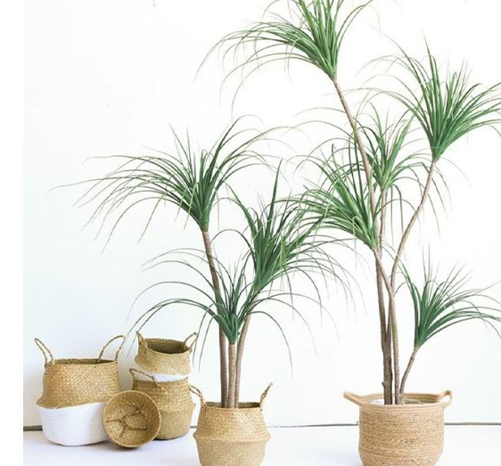 Top các cây cọ cảnh trồng sẽ mang lại bình an, may mắn, thịnh vượng cho gia chủ- Ảnh 7.