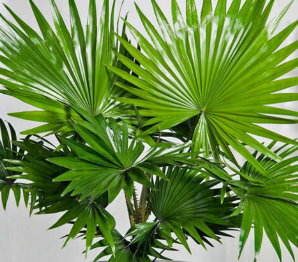 Cách trồng cây cọ cảnh giúp thanh lọc và điều hòa không khí, giảm căng thẳng đầu óc- Ảnh 5.