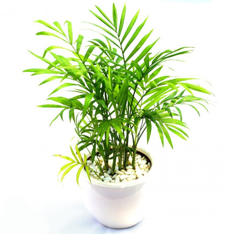 Top các cây cọ cảnh trồng sẽ mang lại bình an, may mắn, thịnh vượng cho gia chủ- Ảnh 6.