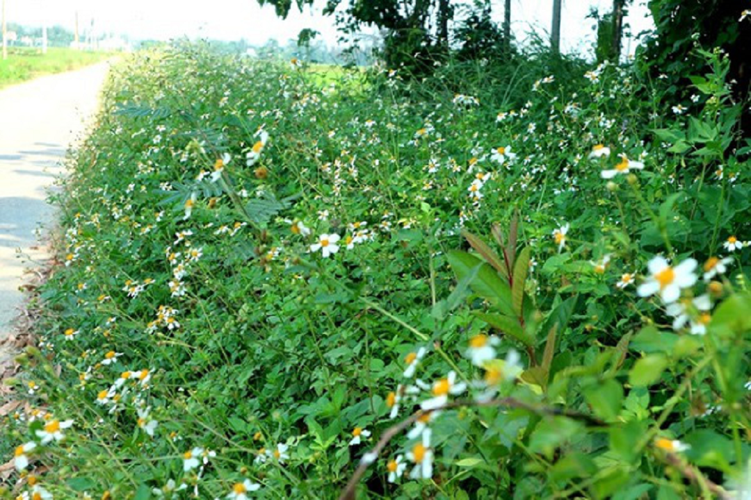 Loại cây là &quot;kẻ thù nhà nông&quot; lại được ví như cỏ thần, thế giới đánh giá cao- Ảnh 1.