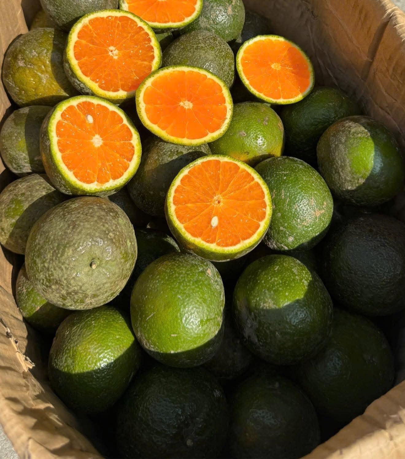 Loại quả giàu viatamin C đang vào mùa bán đầy chợ Việt giá chỉ 10.000 đồng/kg - Ảnh 9.