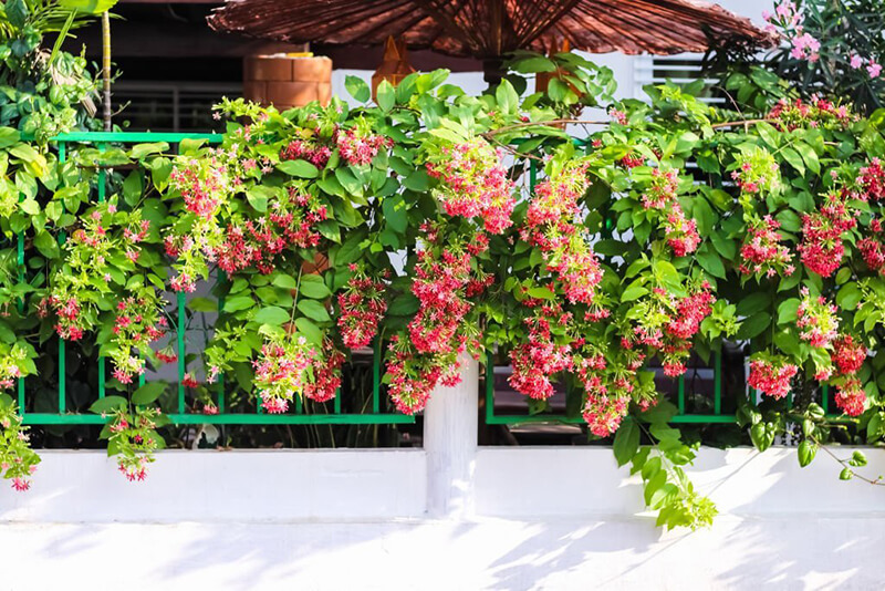 Top những cây leo ban công dễ trồng, giàn đẹp ấn tượng cho ngôi nhà- Ảnh 3.