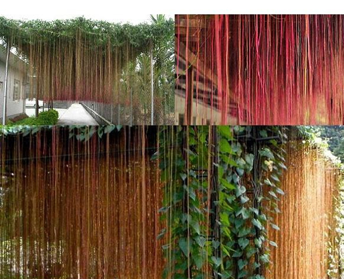 Top những cây leo ban công dễ trồng, giàn đẹp ấn tượng cho ngôi nhà- Ảnh 4.